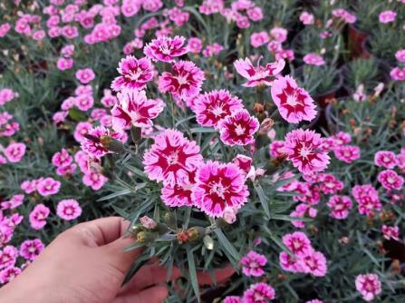 菏澤彩虹石竹-山東的彩虹石竹生產基地