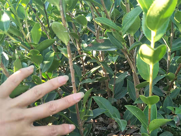 浙江二年生油茶苗-株洲新茂兩年生杯苗采購(gòu)